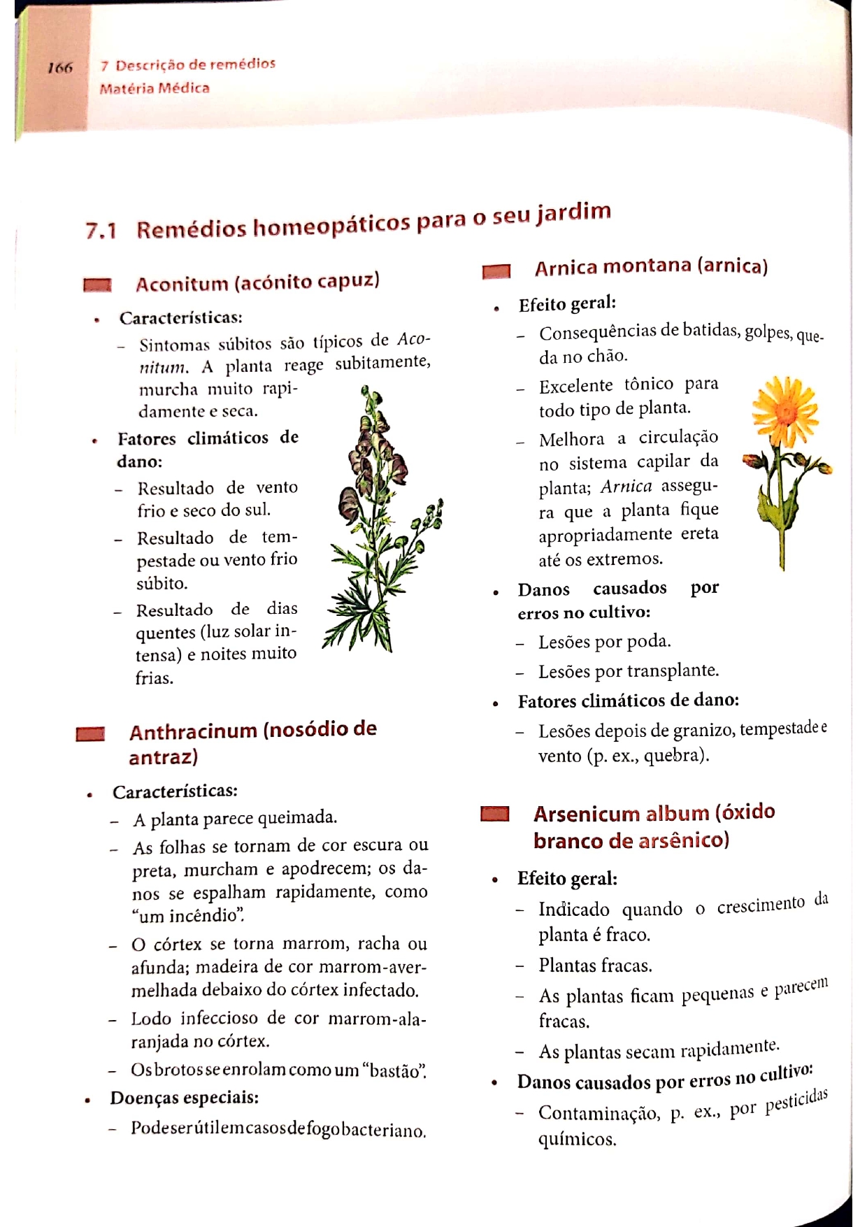 Arnica montana_pages-to-jpg-0021