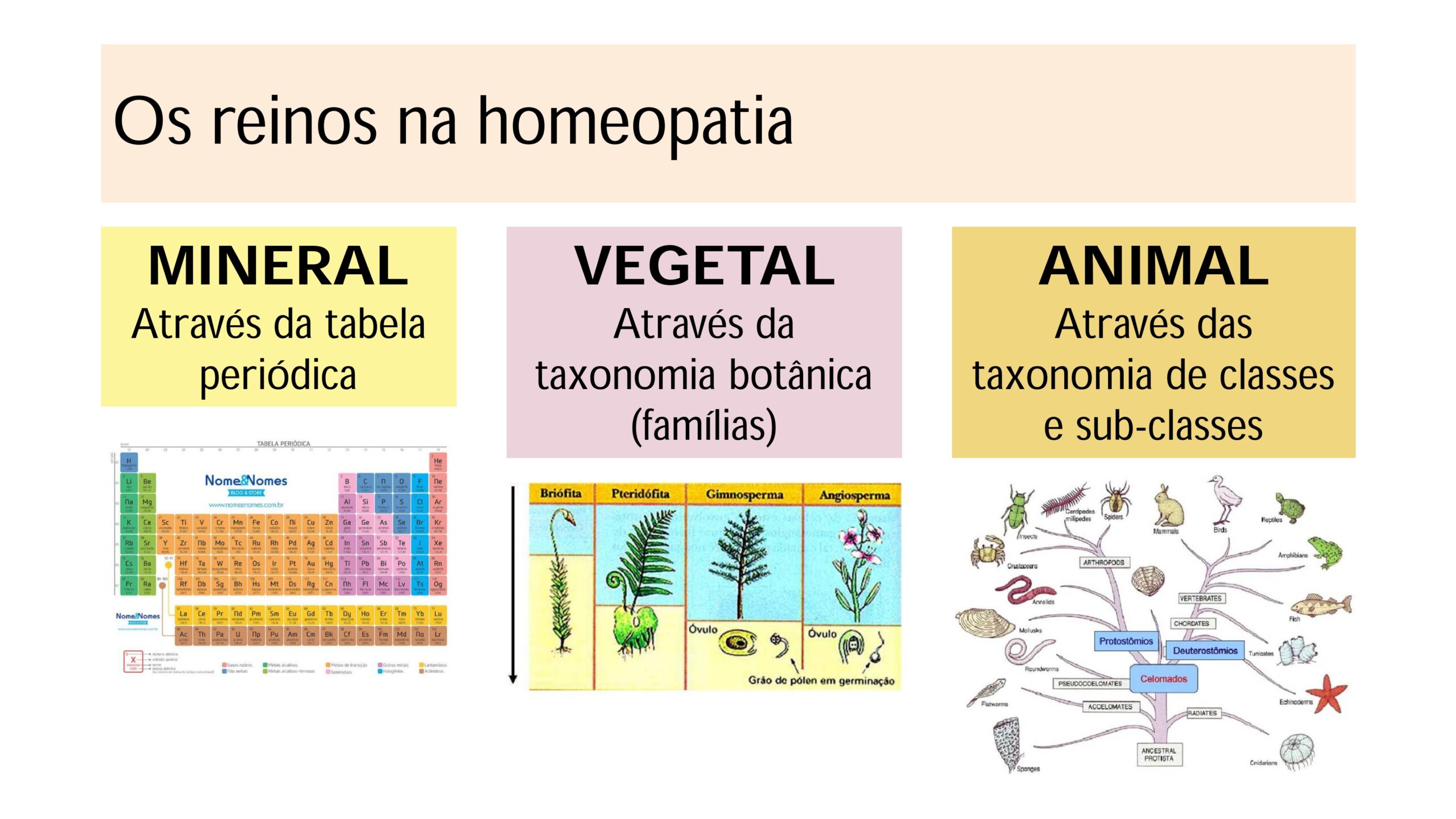 Intrudução ao estudo das Matérias Médicas - Profa. Tarita Deboni_page-0006