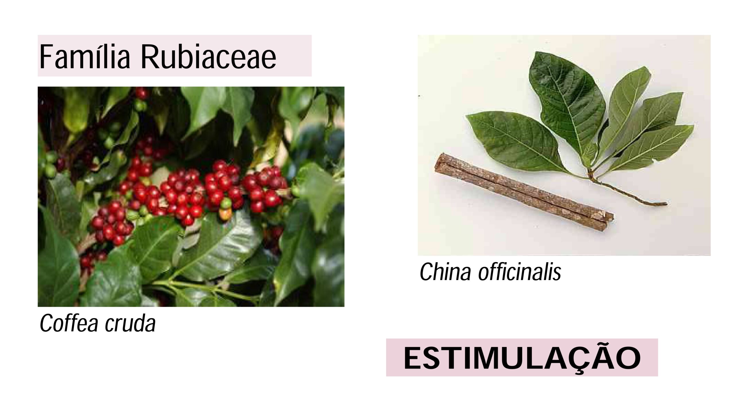 Intrudução ao estudo das Matérias Médicas - Profa. Tarita Deboni_page-0016