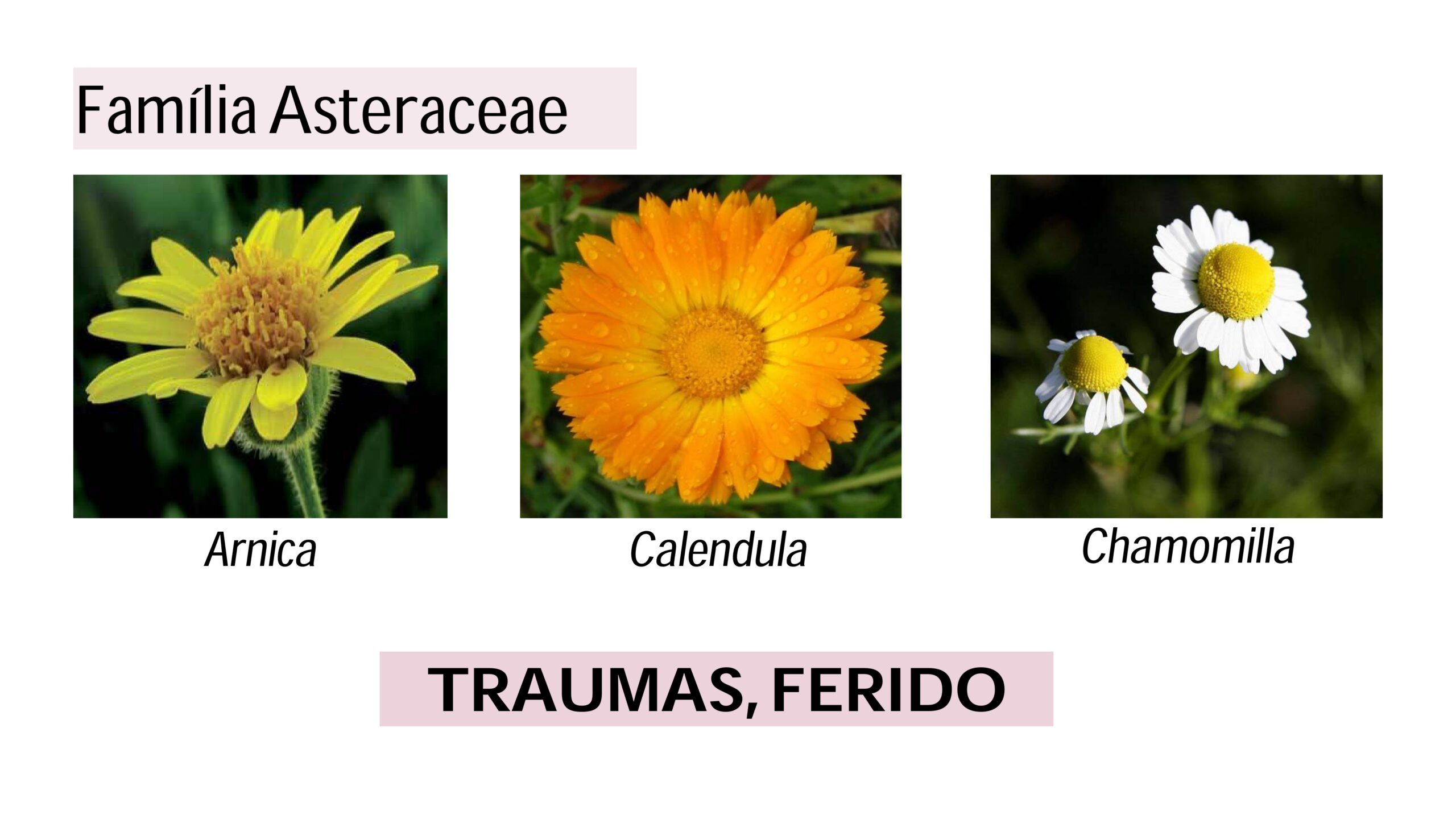 Intrudução ao estudo das Matérias Médicas - Profa. Tarita Deboni_page-0018