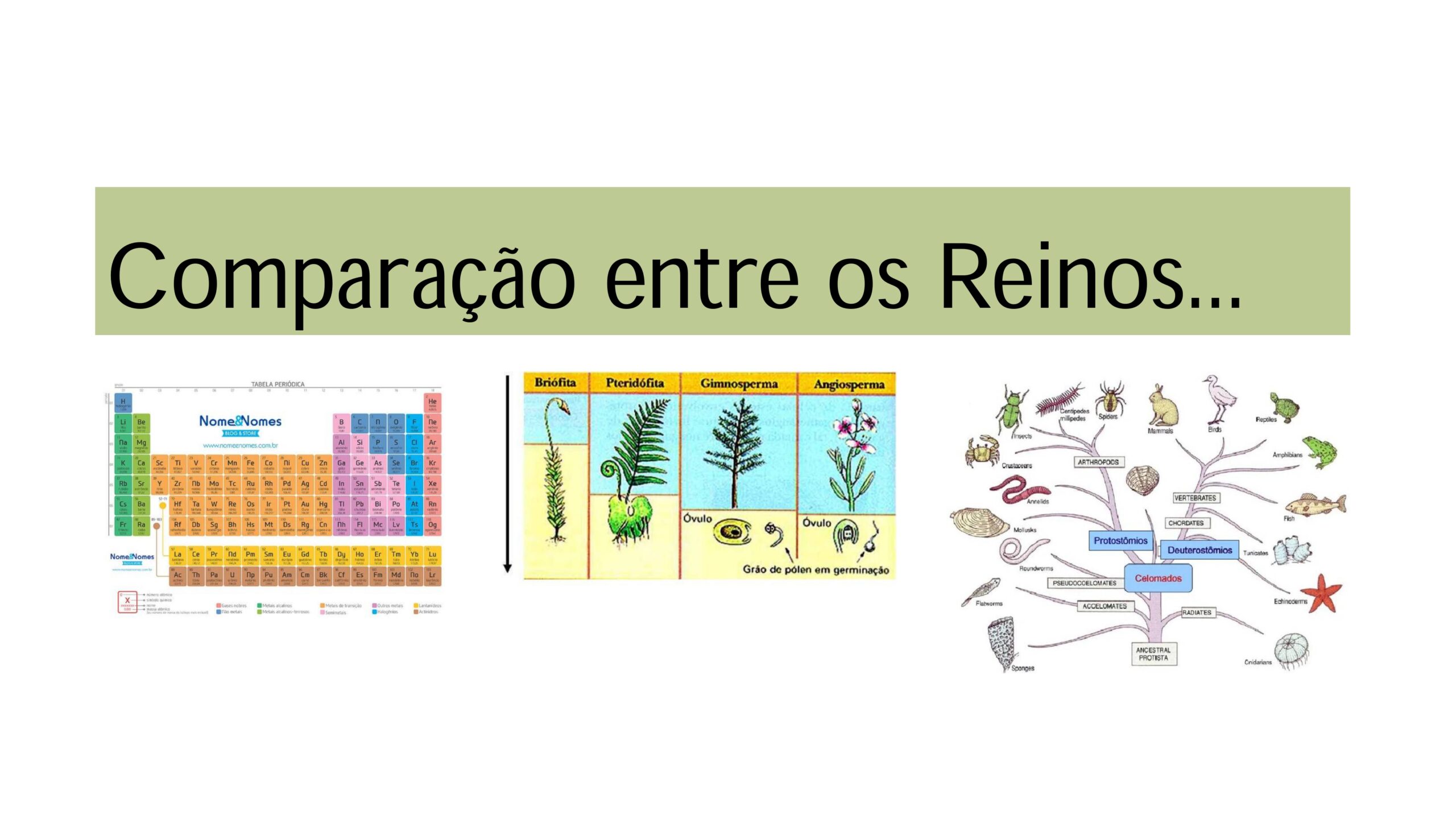 Intrudução ao estudo das Matérias Médicas - Profa. Tarita Deboni_page-0023