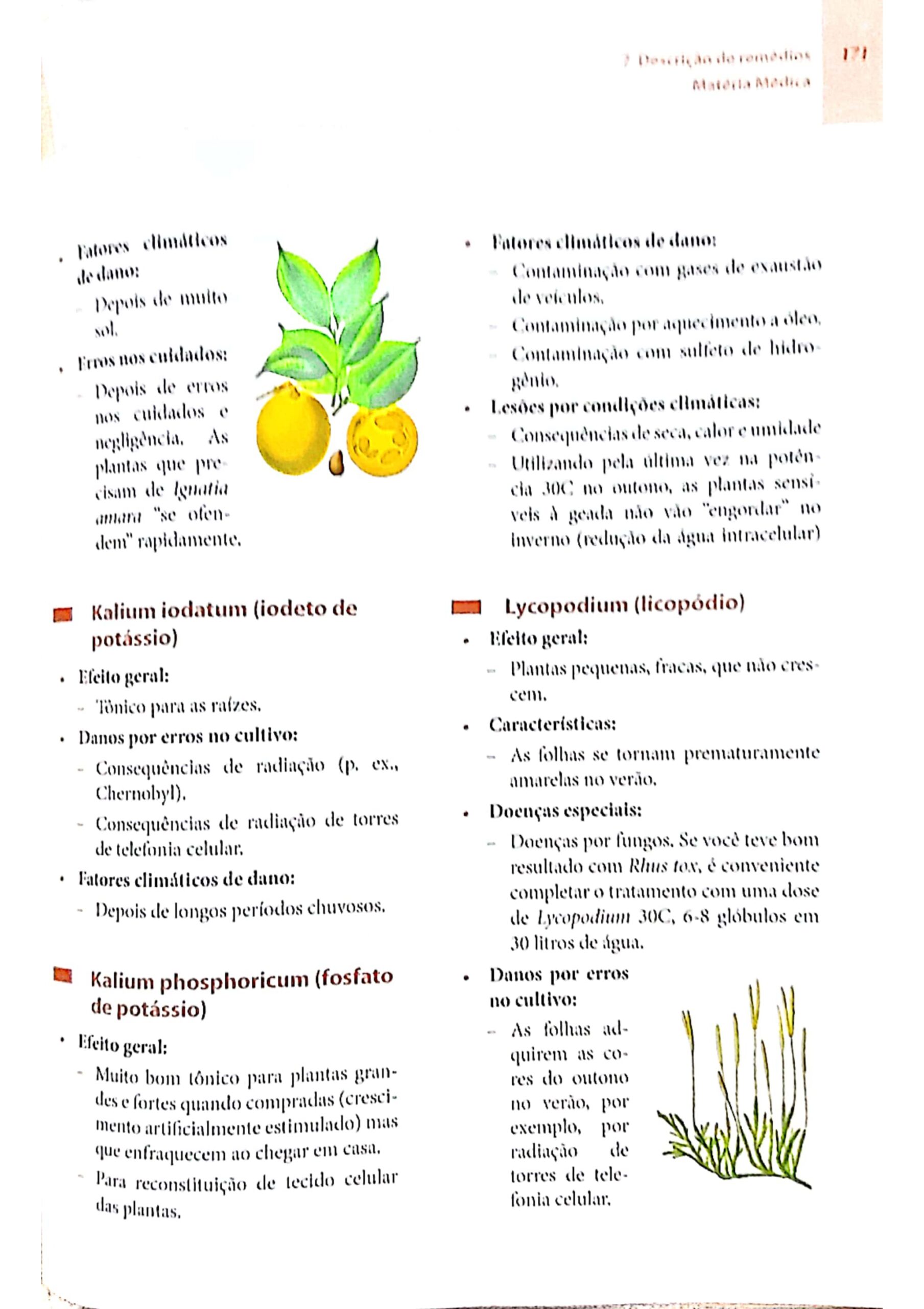 Lycopodium_page-0005