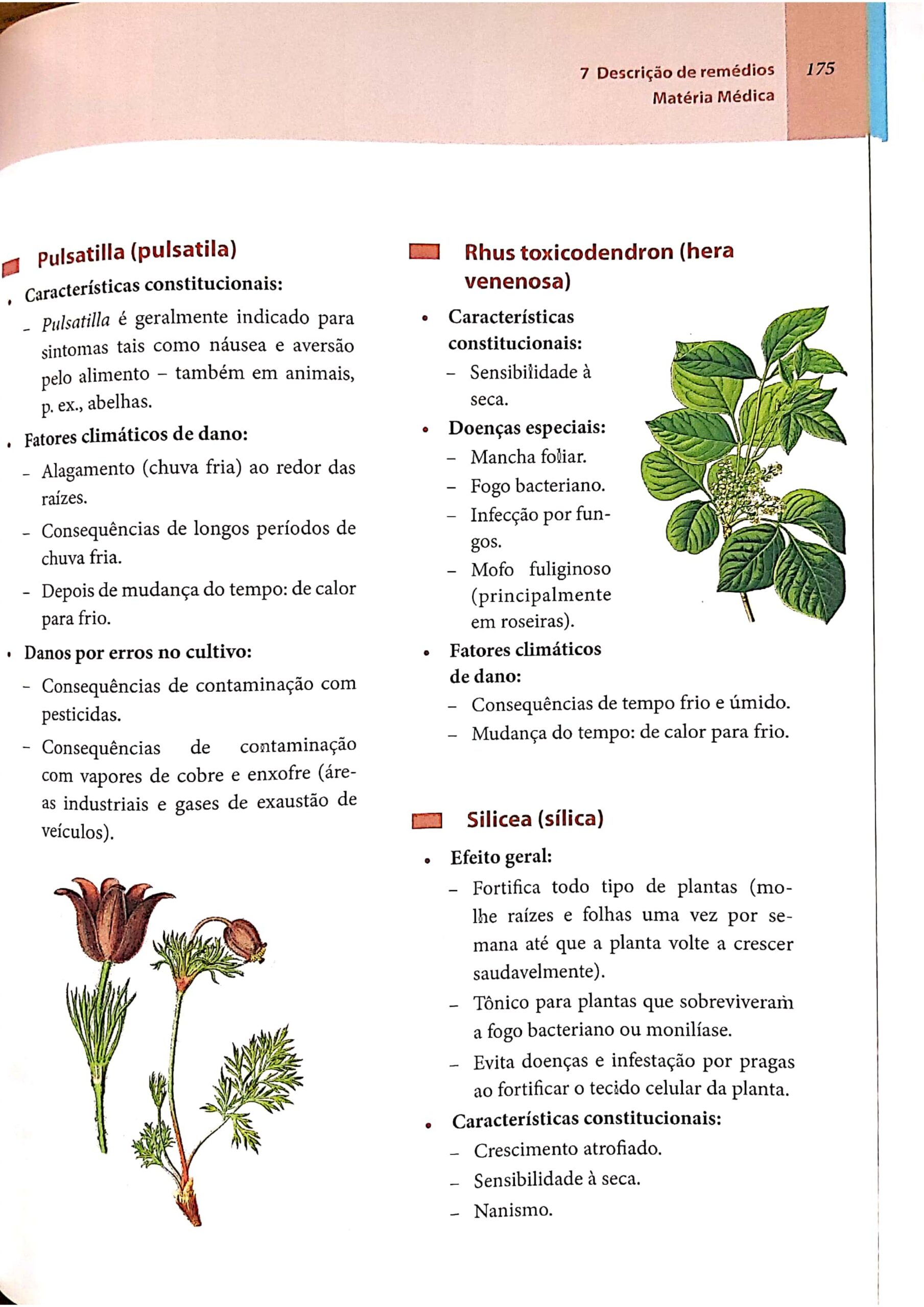 Pulsatilla (1)_page-0014