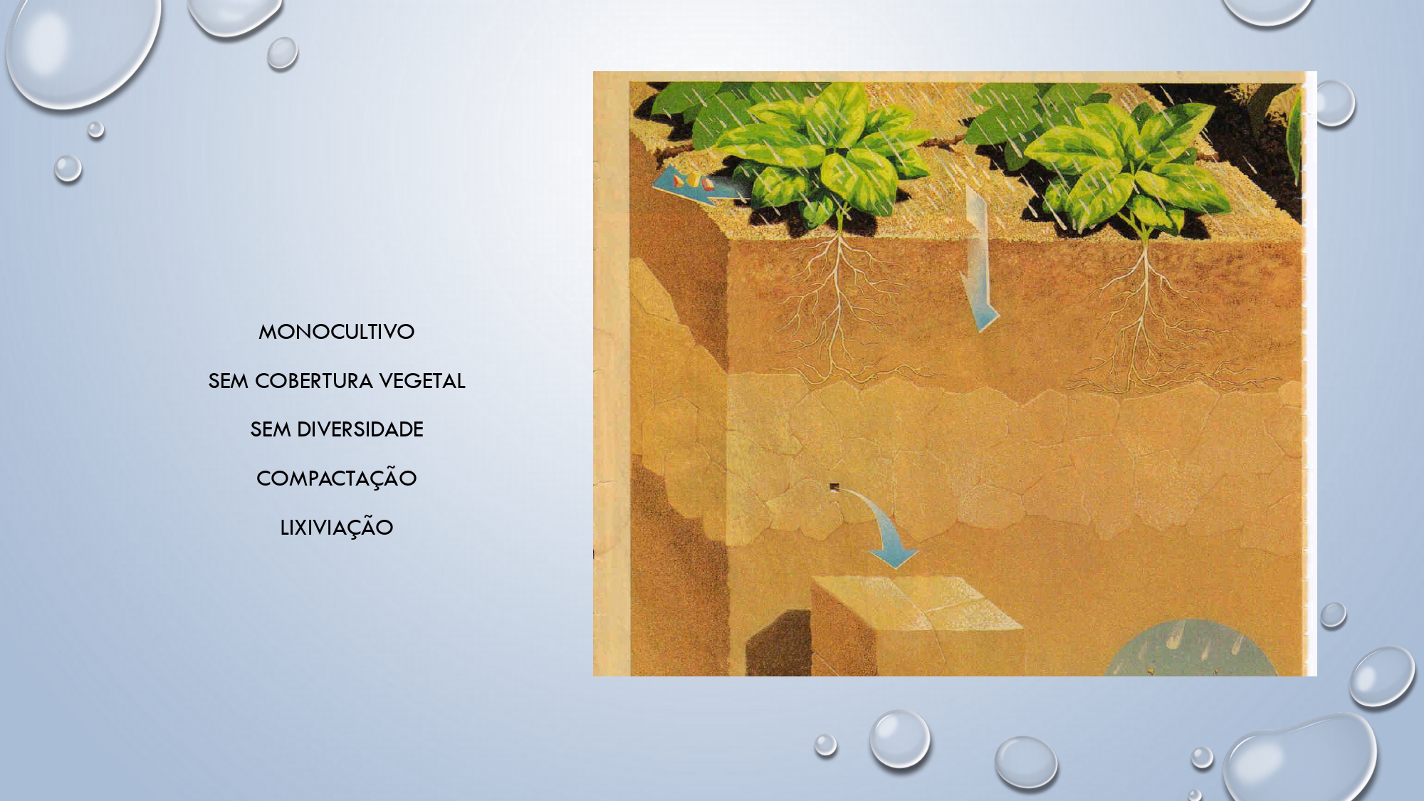 CAPA Homeopatia em Plantas - Agroecologia 3_page-0035