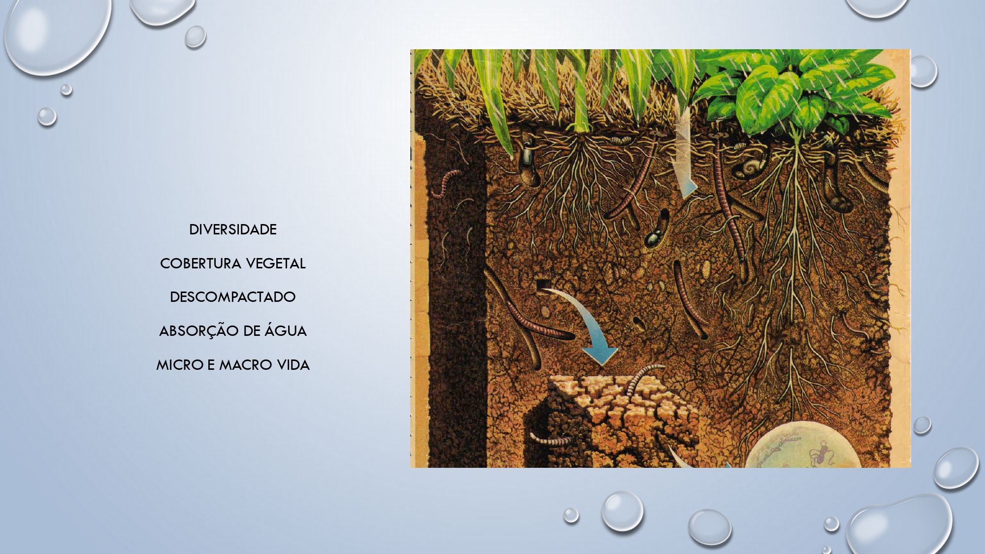 CAPA Homeopatia em Plantas - Agroecologia 3_page-0036