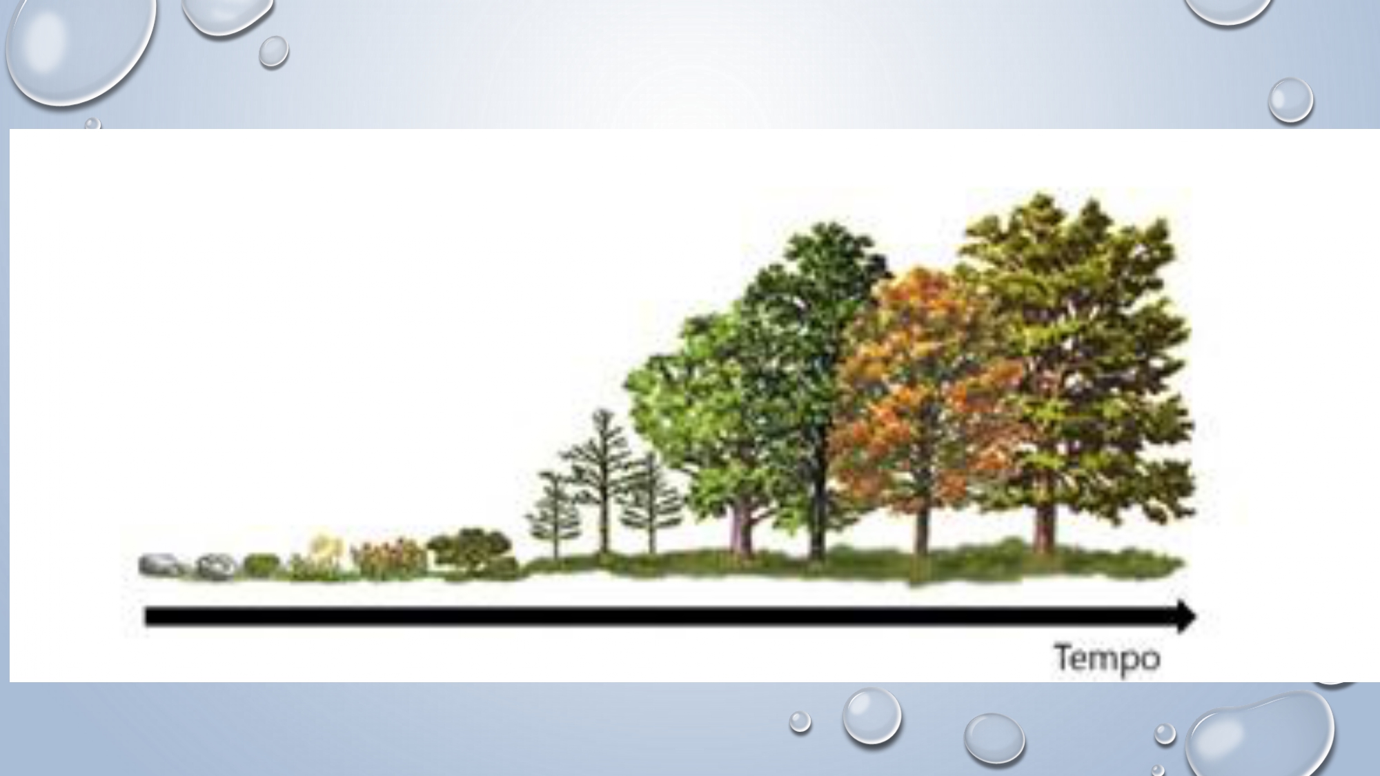 CAPA Homeopatia em Plantas - Agroecologia 3_page-0038