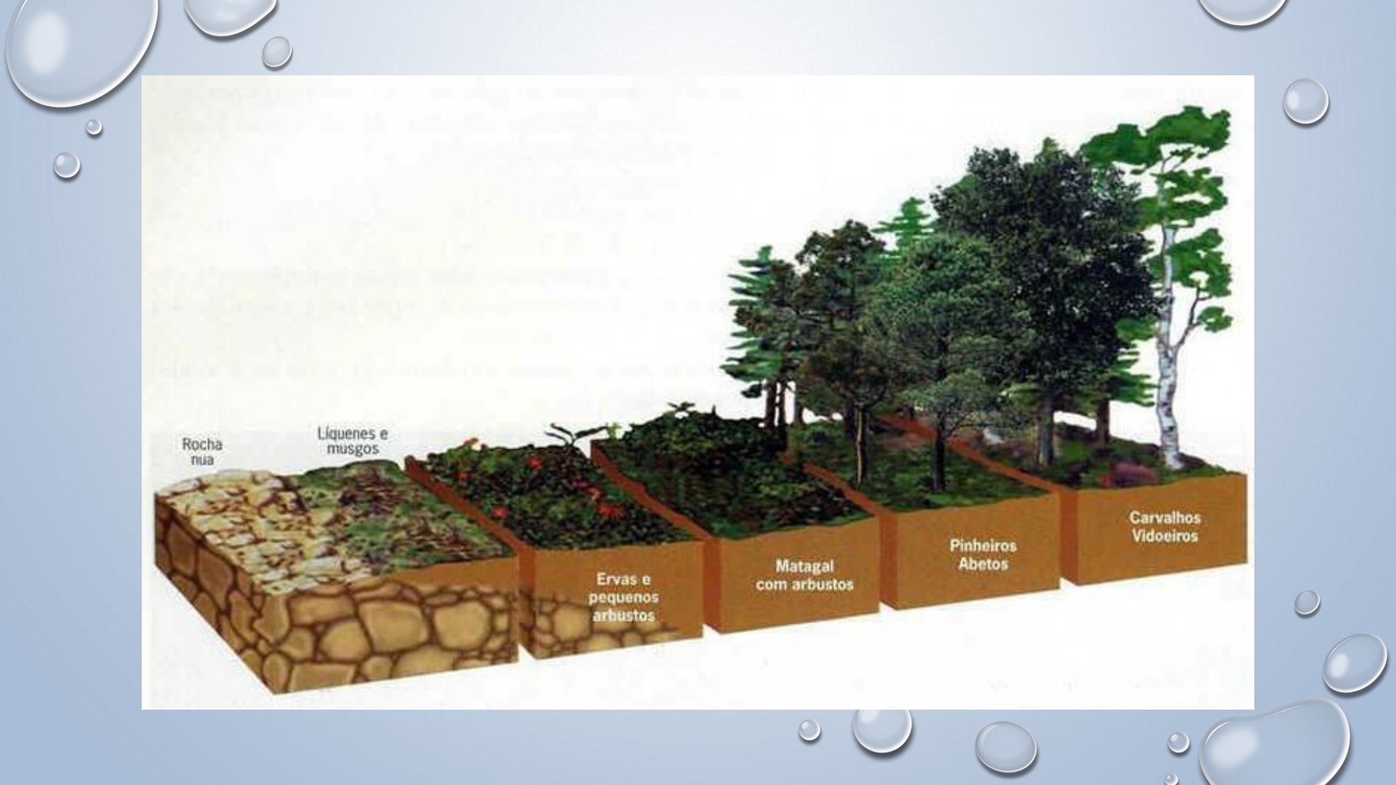 CAPA Homeopatia em Plantas - Agroecologia 3_page-0039