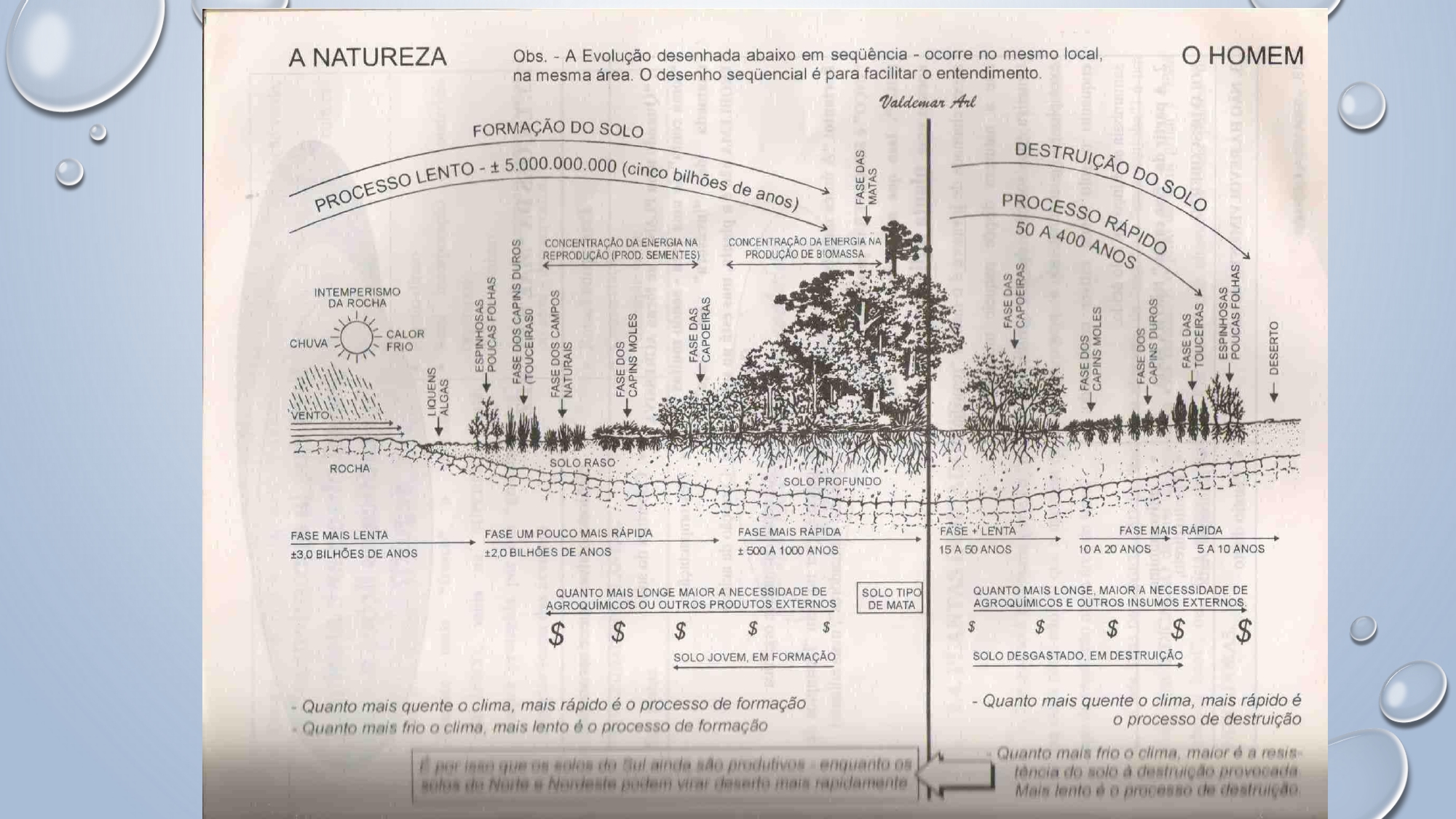 CAPA Homeopatia em Plantas - Agroecologia 3_page-0042