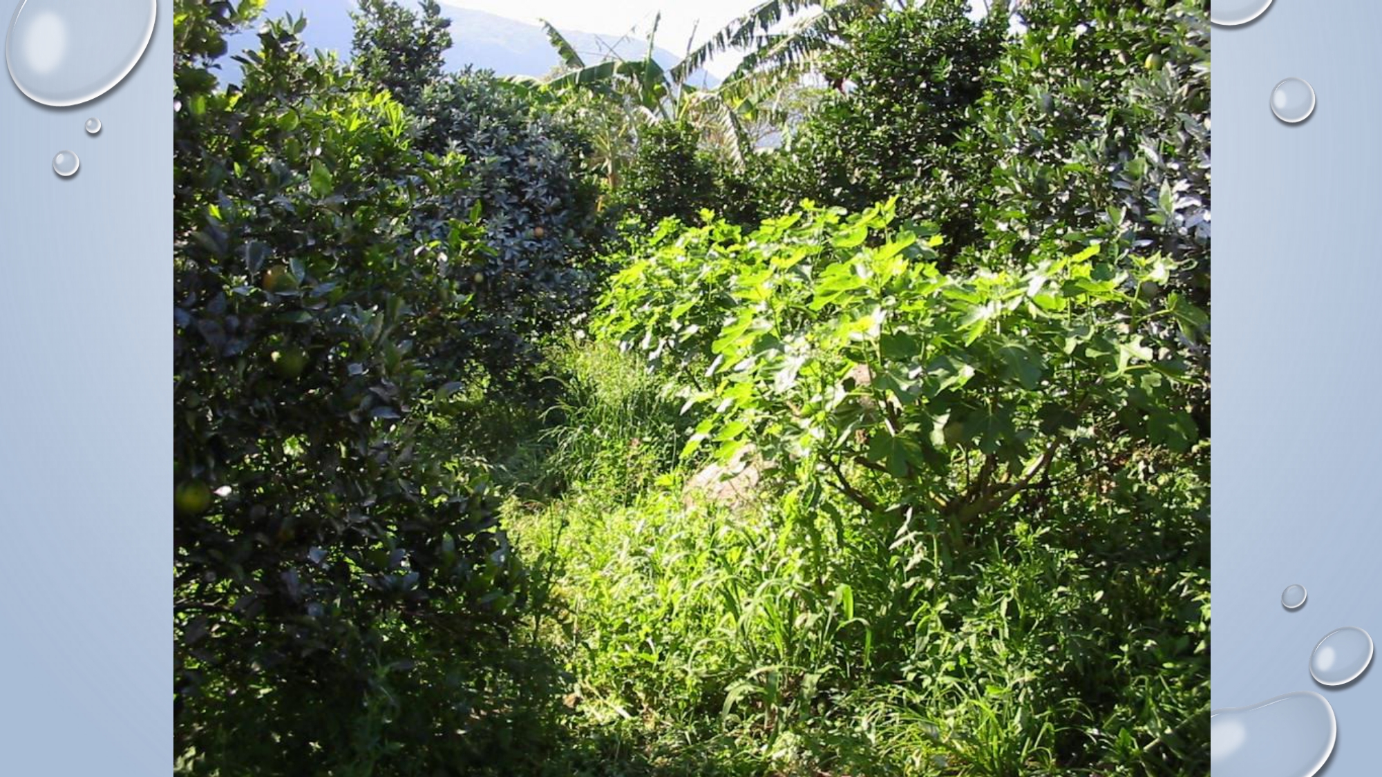 CAPA Homeopatia em Plantas - Agroecologia 3_page-0043