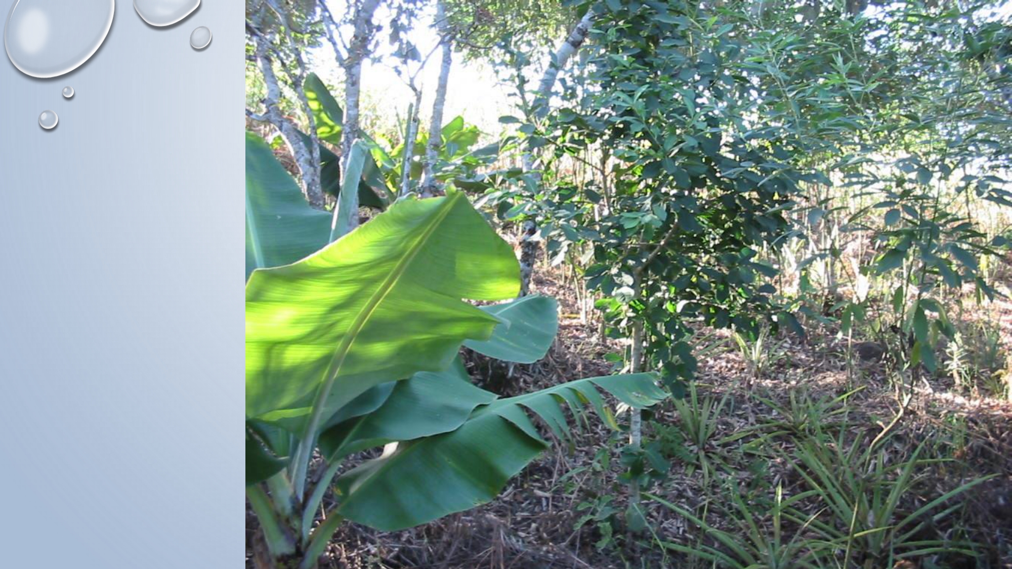 CAPA Homeopatia em Plantas - Agroecologia 3_page-0058