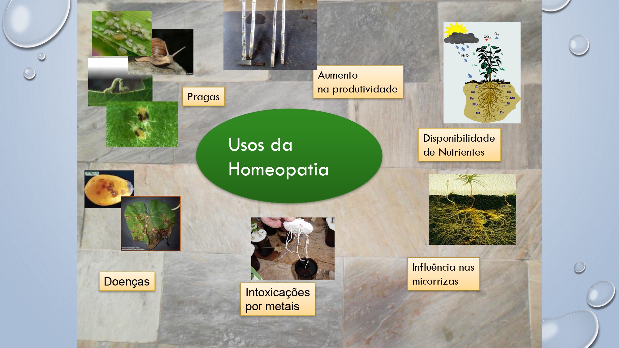 CAPA Homeopatia em Plantas - Agroecologia 3_page-0064