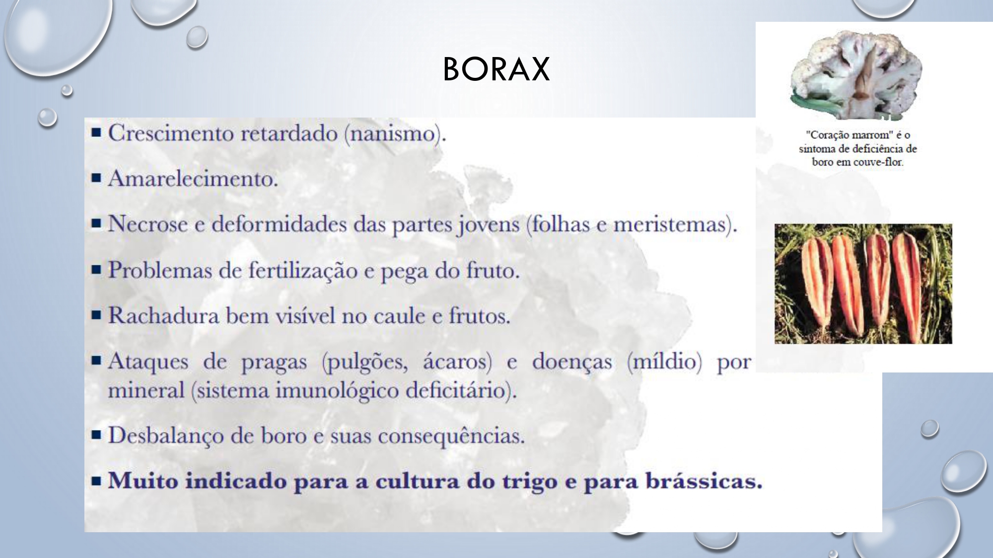 CAPA Homeopatia em Plantas - Agroecologia 3_page-0078